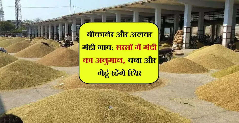 बीकानेर और अलवर मंडी के ताजा भाव: सरसों में गिरावट, गेहूं स्थिर