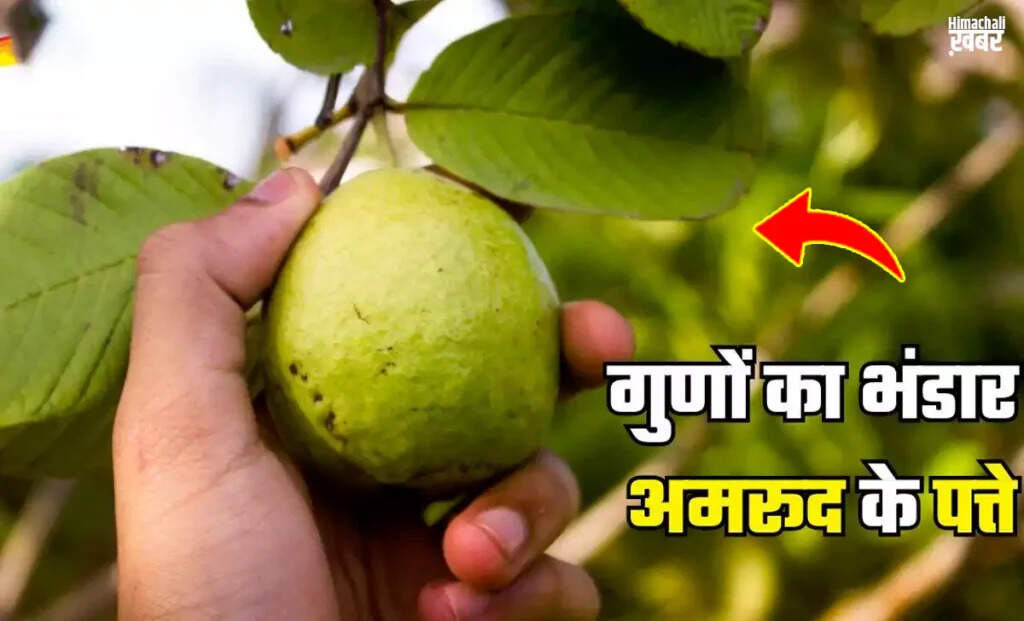अमरूद की पत्तियों के अद्भुत स्वास्थ्य लाभ