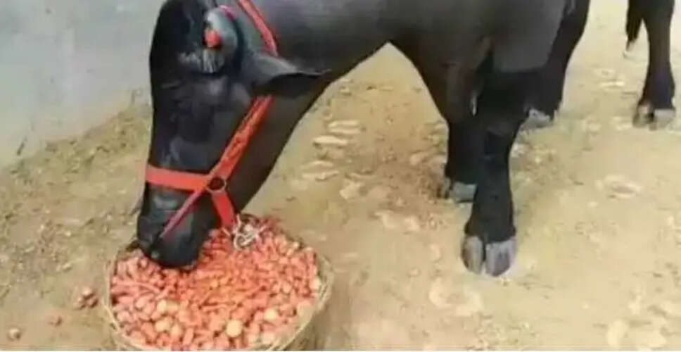 राजस्थान में 11 करोड़ का भैंसा: अनमोल की अनोखी कहानी