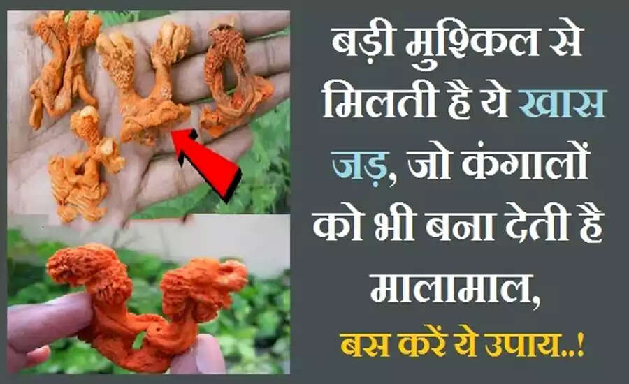 मध्य प्रदेश का चमत्कारी पौधा: हत्था जोड़ी