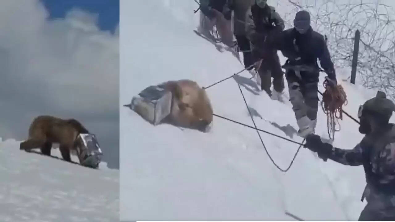 सियाचिन में भारतीय सेना ने बचाया भालू का जीवन, जानें पूरी कहानी