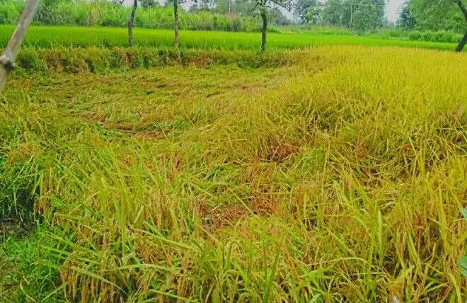 धान की फसल में किसानों की चुनौतियाँ: खाद संकट और कीटों का प्रकोप