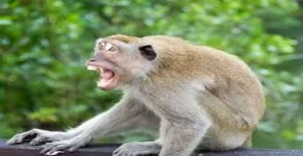 अमरोहा में बंदर ने नवजात को उठाया, ग्रामीणों ने बचाई जान