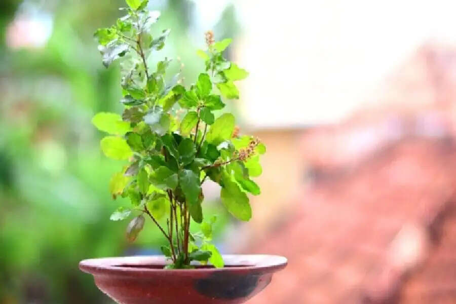 तुलसी के पौधे की देखभाल के आसान उपाय