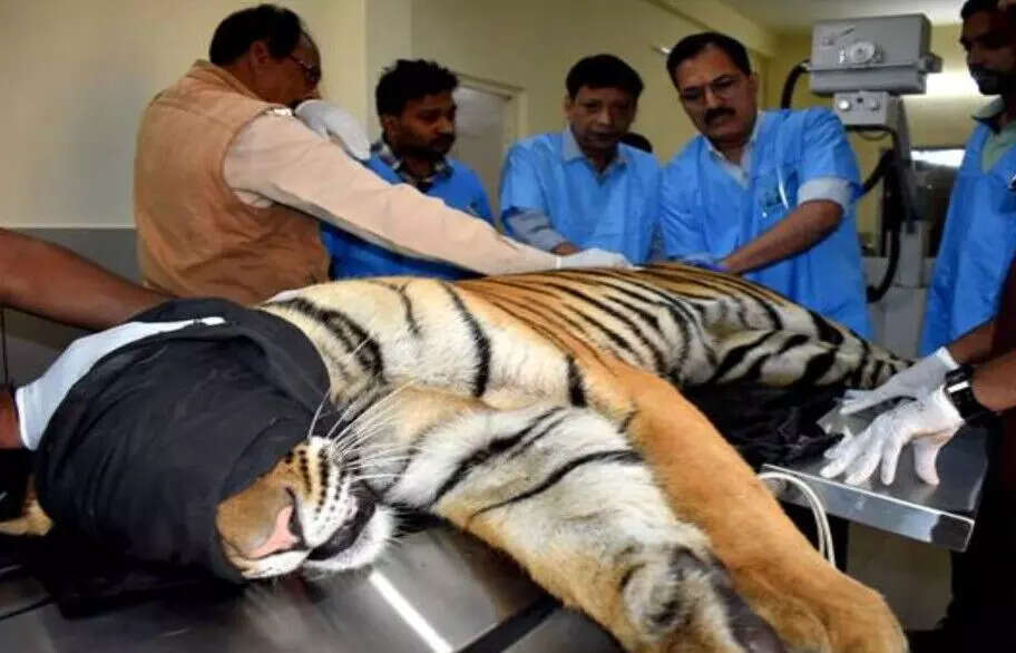 बाघ का उपचार: पेंच टाइगर रिजर्व से लाया गया घायल नर बाघ