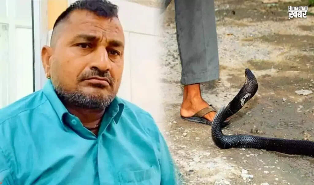 किसान ने सांप को काटकर किया अनोखा काम, जानिए पूरी कहानी
