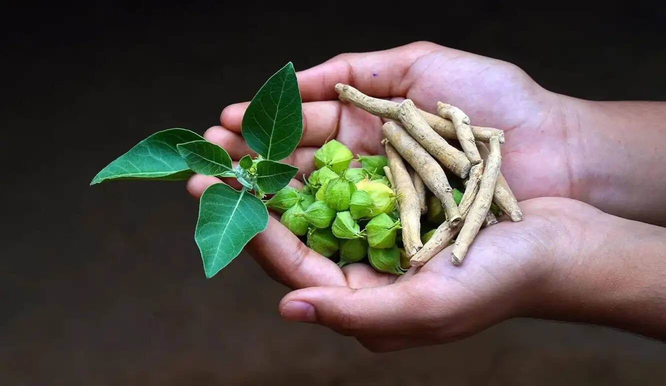 अश्वगंधा: 6000 वर्षों से स्वास्थ्य का साथी