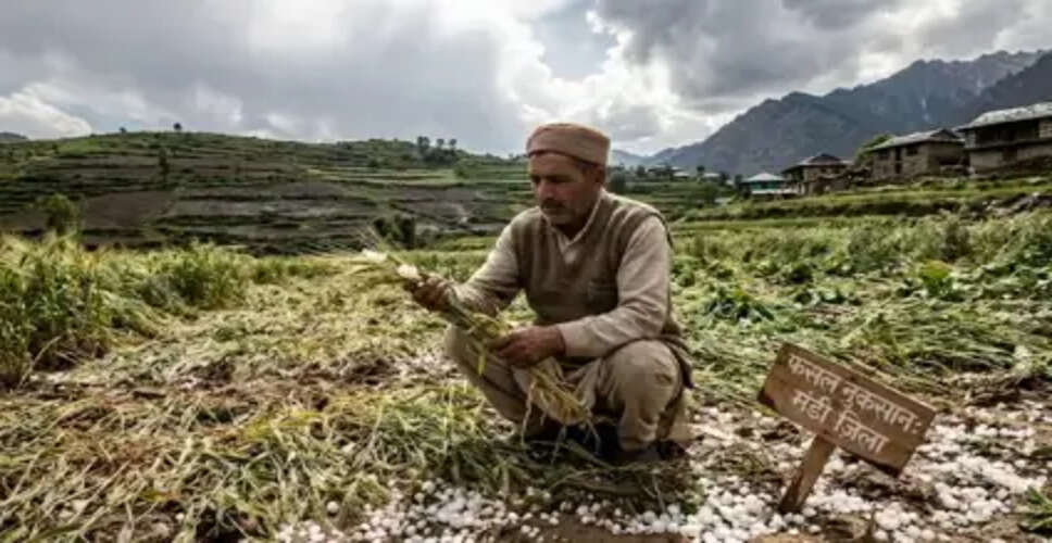 हिमाचल में बेमौसमी बारिश से फसलों को भारी नुकसान