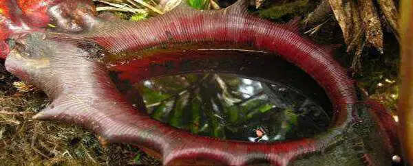 धरती के अद्भुत मांसाहारी पौधे: जानें उनके अनोखे गुण