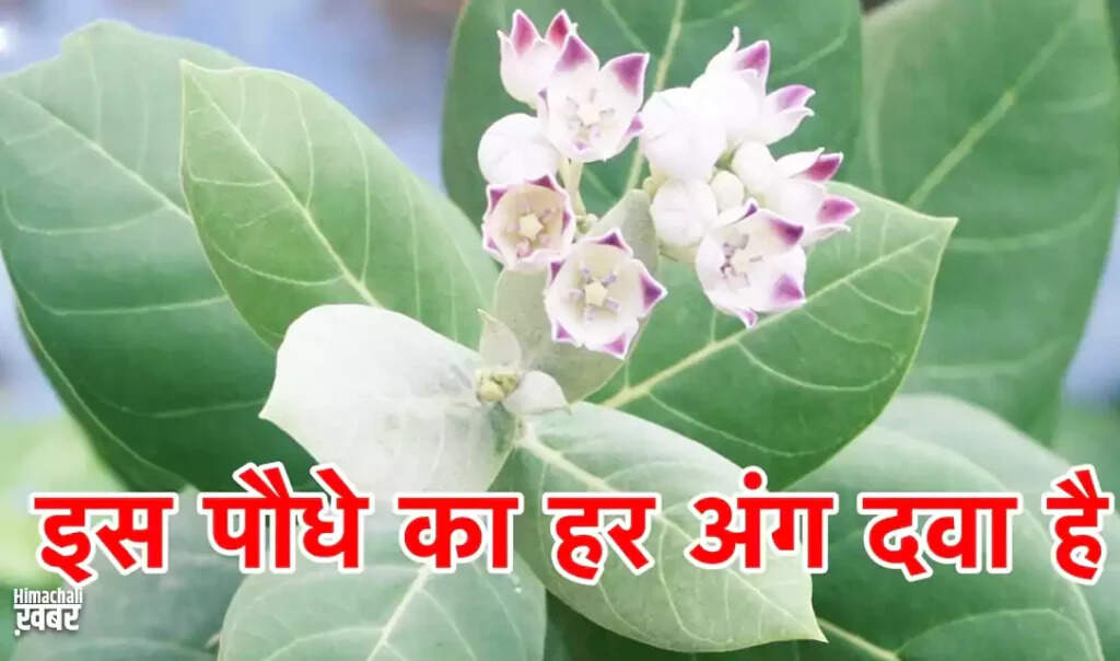 आक पौधे के अद्भुत लाभ और सावधानियाँ
