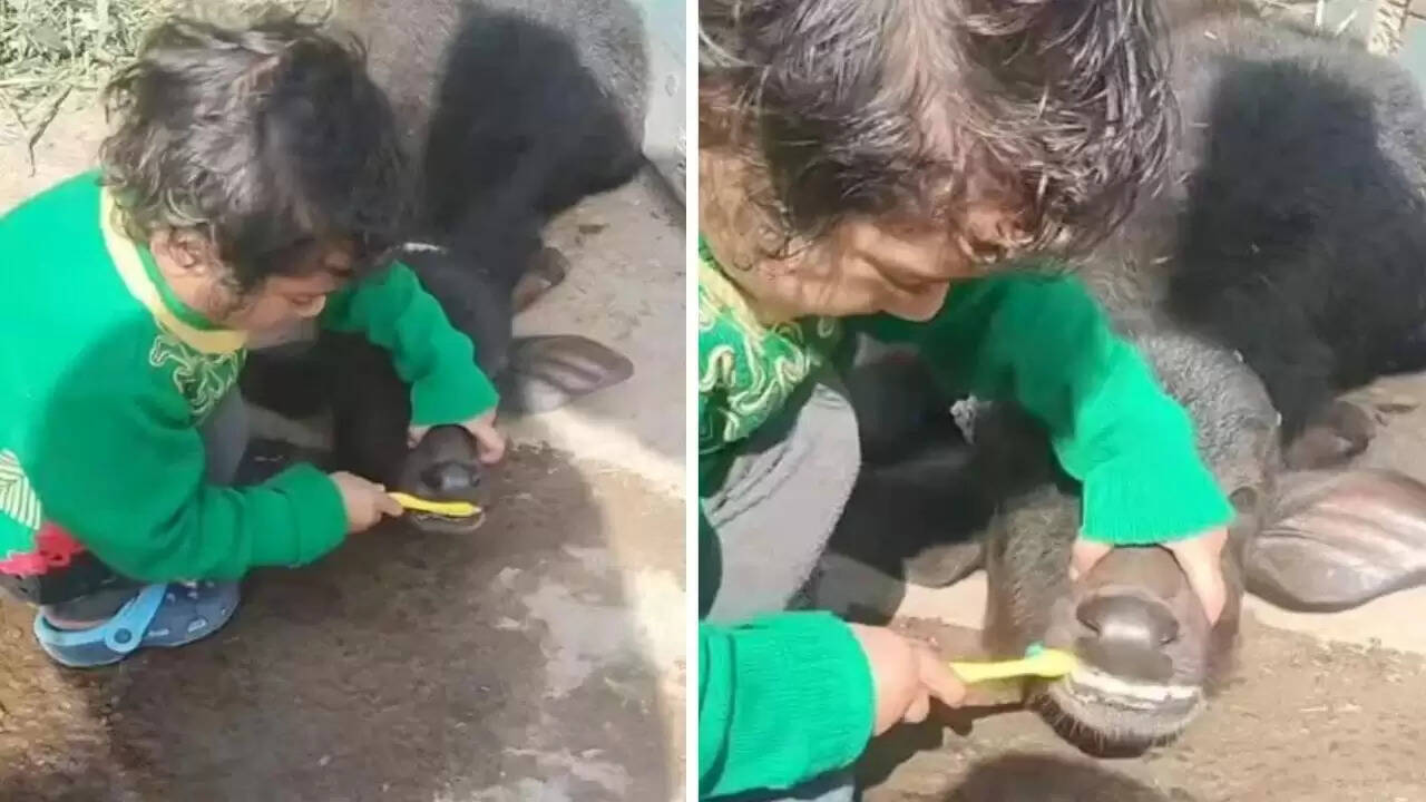 बच्ची और भैंस के बच्चे का मजेदार वीडियो हुआ वायरल