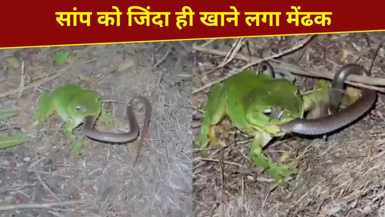 खतरनाक मेंढक ने सांप को किया शिकार, वायरल वीडियो ने मचाई धूम