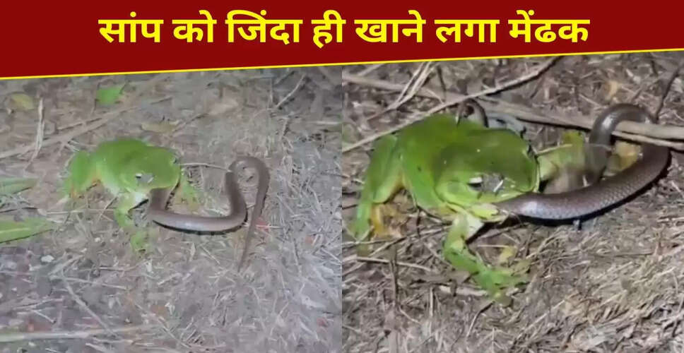 खतरनाक मेंढक ने सांप को किया शिकार, वायरल वीडियो ने मचाई धूम