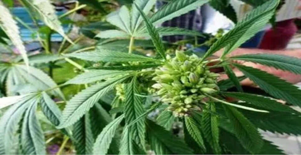 आयुर्वेद में भांग: स्वास्थ्य के लिए अद्भुत लाभ