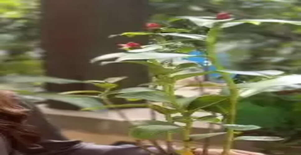 मधुमेह के मरीजों का खास दोस्त ‘इंसुलिन प्लांट’, खूबियां इसमें अनगिनत