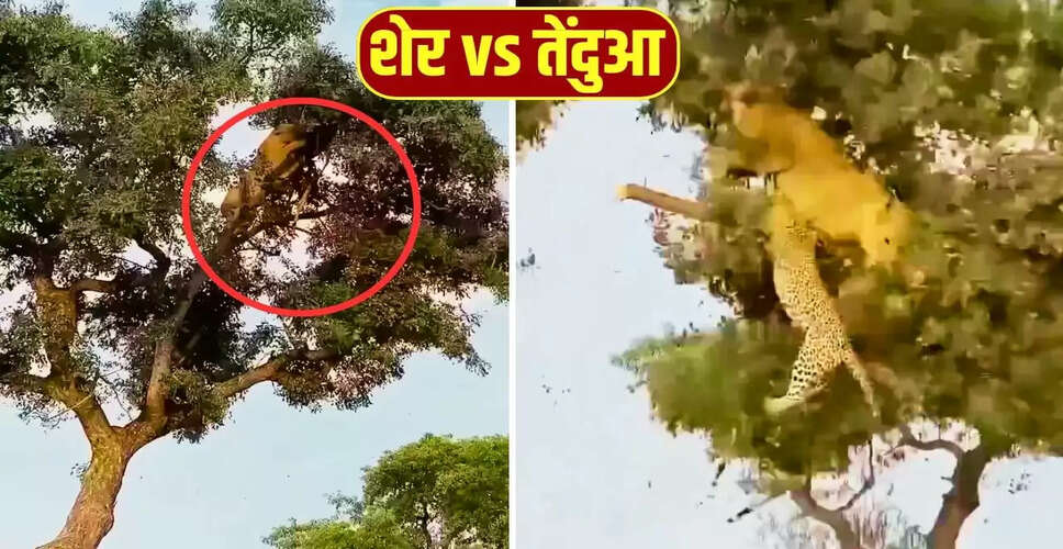 शेर और तेंदुए की अद्भुत लड़ाई का वायरल वीडियो