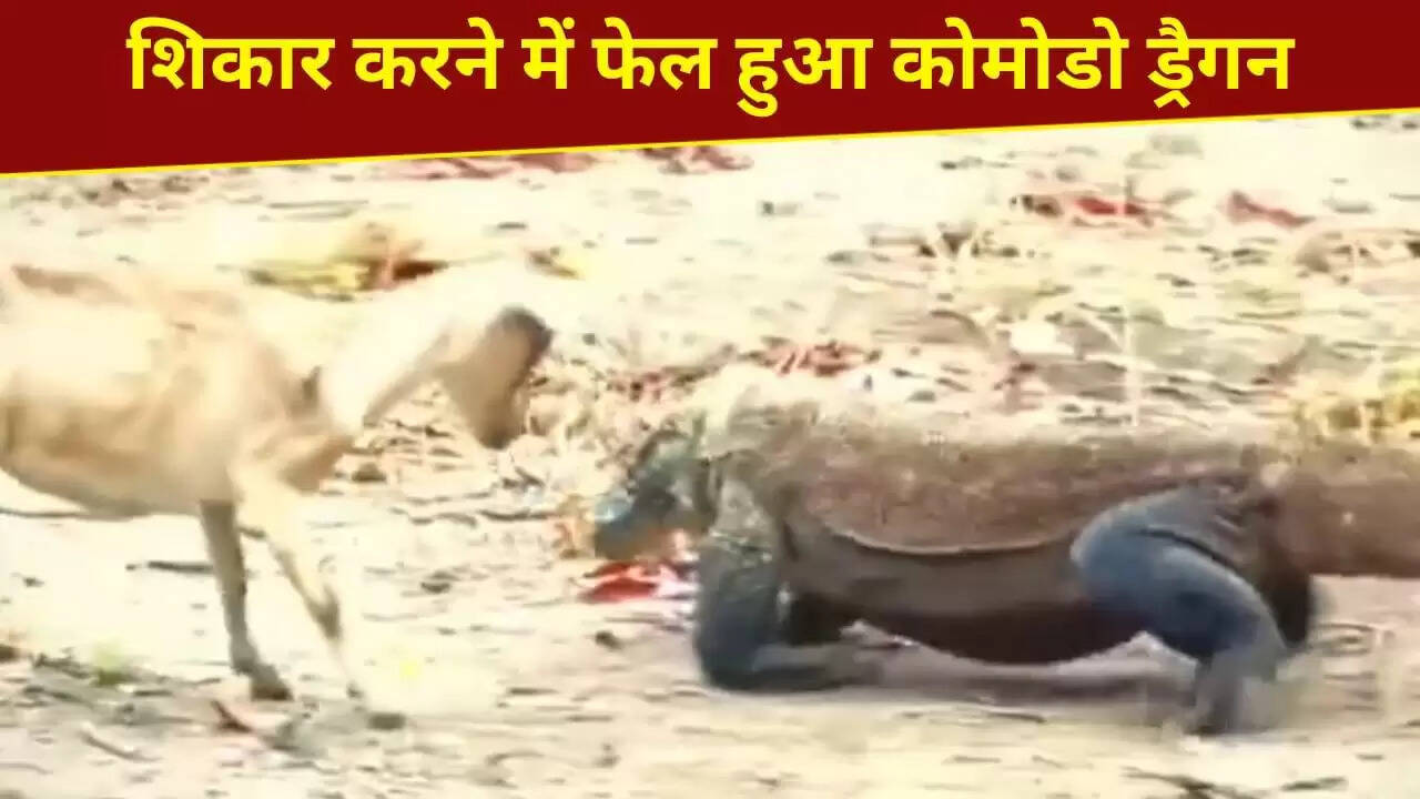 कोमोडो ड्रैगन और बकरी के बीच रोमांचक दौड़ का वीडियो वायरल