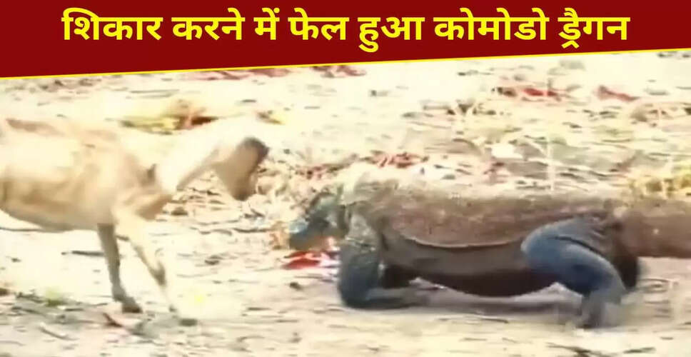 कोमोडो ड्रैगन और बकरी के बीच रोमांचक दौड़ का वीडियो वायरल