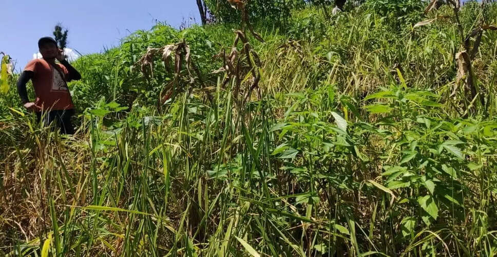 मिजोरम में चूहों के प्रकोप का अध्ययन करेंगे जूलॉजी के विशेषज्ञ