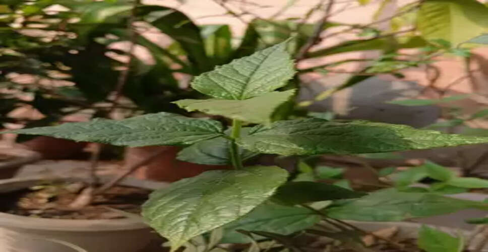 स्वास्थ्य का खजाना है औषधीय गुणों से भरपूर पारिजात, सर्दियों में रामबाण है पत्तों से बना काढ़ा