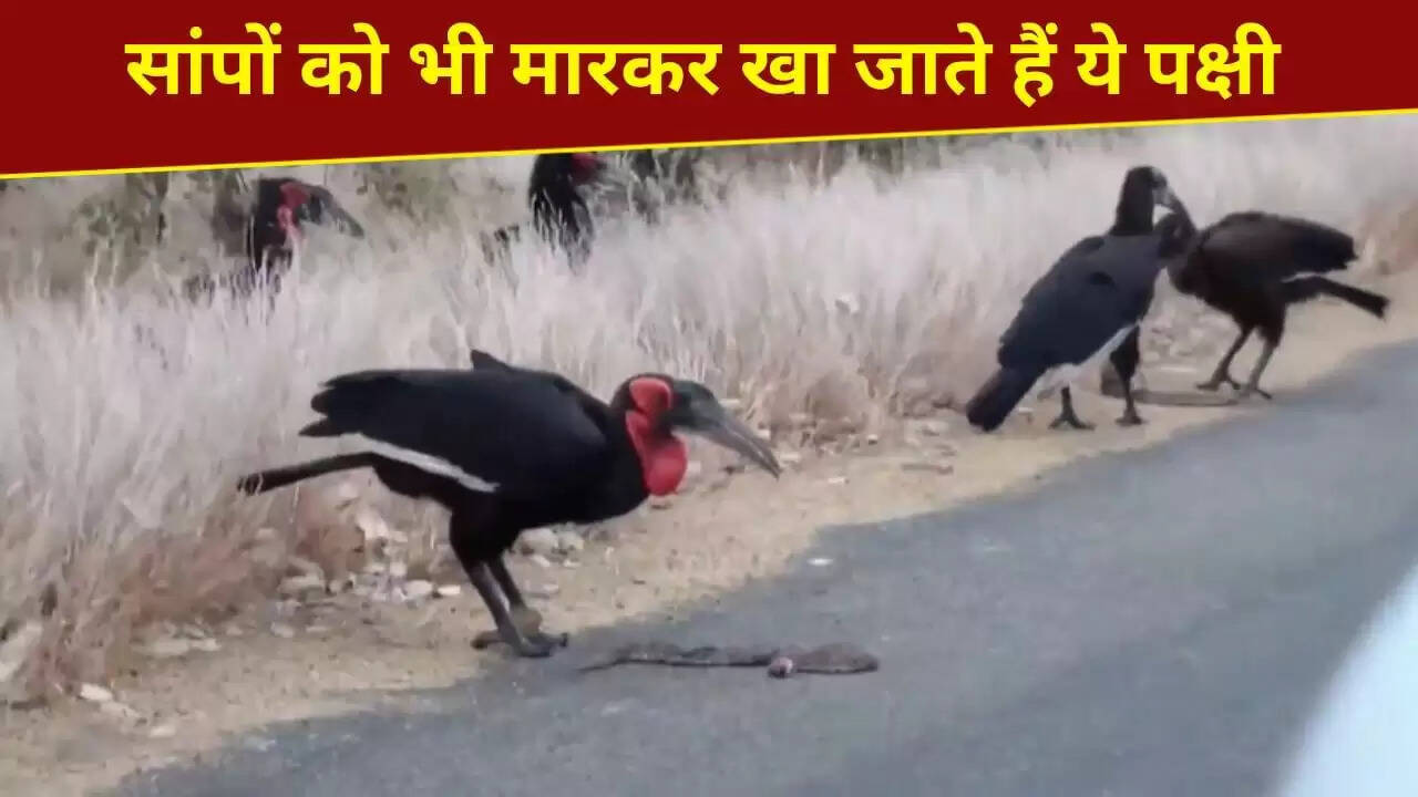 ग्राउंड हॉर्नबिल: सांपों के शिकार में माहिर पक्षी का हैरान करने वाला वीडियो