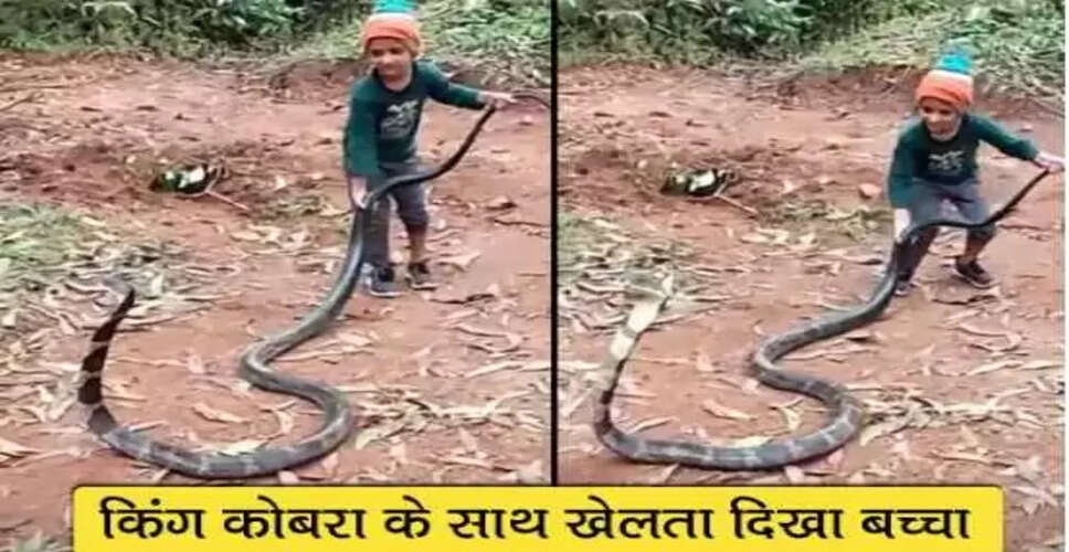 6 साल के बच्चे ने किंग कोबरा को बिना डर के पकड़ा, देखें वीडियो
