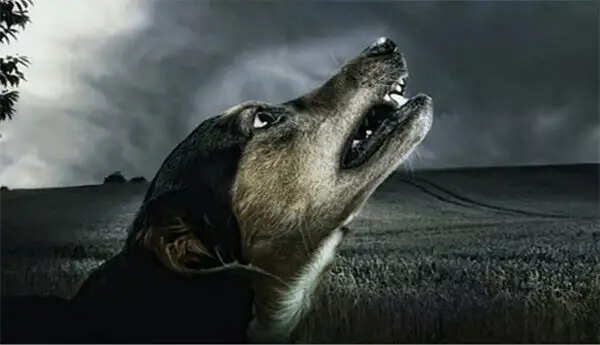 कुत्तों के रोने का रहस्य: क्या वे सच में भूत देख सकते हैं?