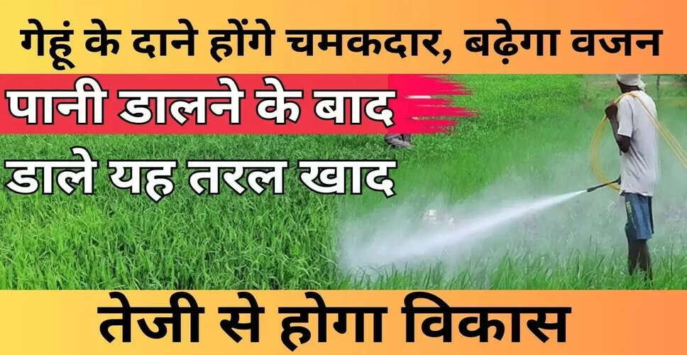 गेहूं की फसल के लिए सिंचाई के बाद तरल खाद का सही उपयोग
