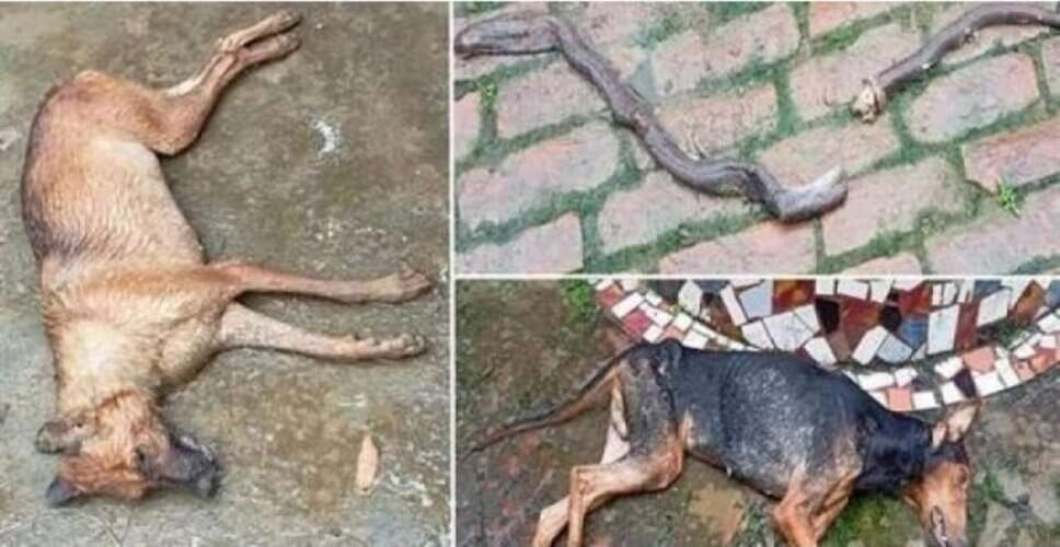 भदोही में कुत्तों की बहादुरी: जहरीले सांप से बचाने की कोशिश में जान गंवाई