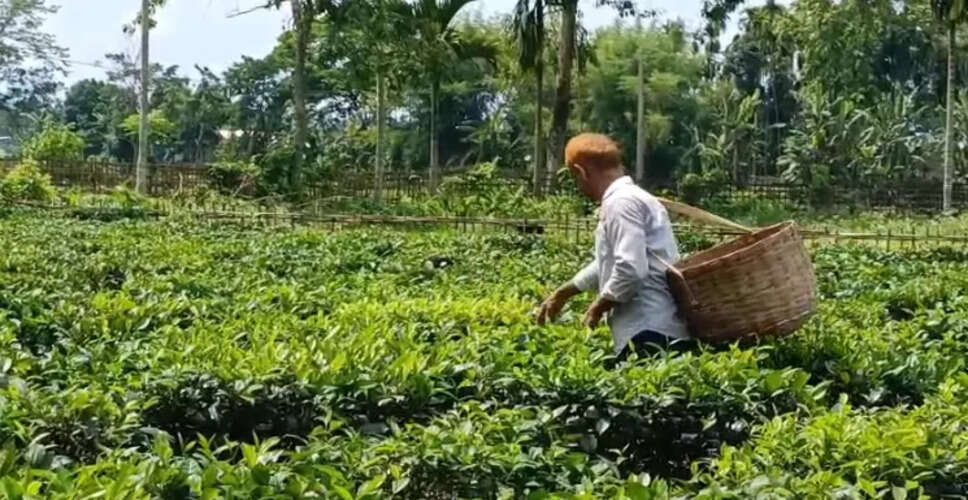 माजुली में पहले चाय बागान की स्थापना: आत्मनिर्भरता की प्रेरक कहानी