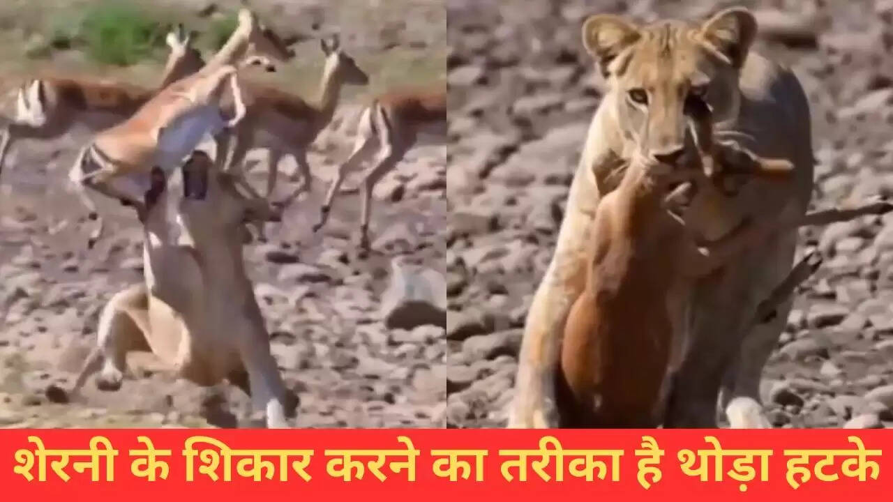 शेरनी का अद्भुत शिकार: हिरण को फिल्मी अंदाज में किया शिकार