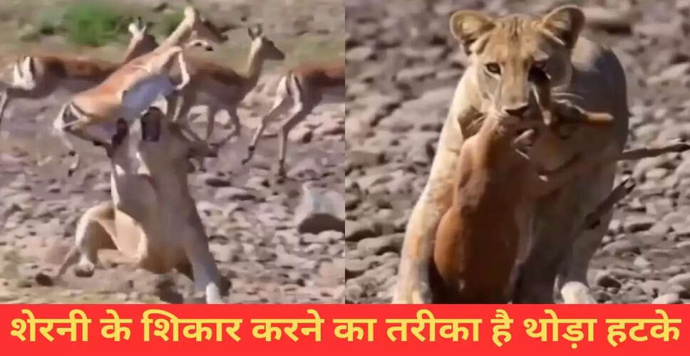 शेरनी का अद्भुत शिकार: हिरण को फिल्मी अंदाज में किया शिकार
