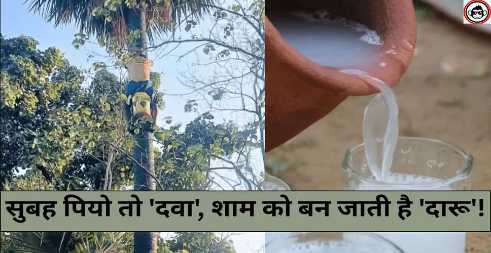 ताड़ी: एक अनोखा पेय जो स्वास्थ्य और नशे दोनों के लिए फायदेमंद