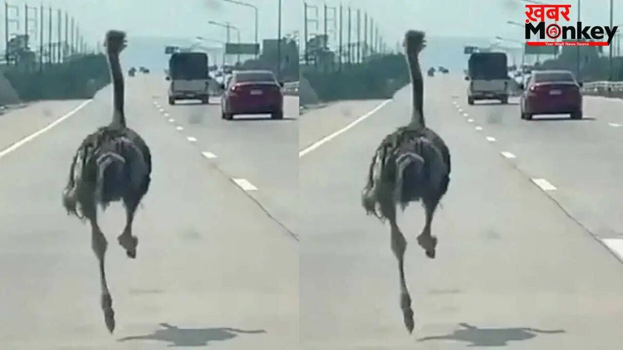 थाईलैंड में हाईवे पर दौड़ता शुतुरमुर्ग, लोगों ने किया वीडियो रिकॉर्ड