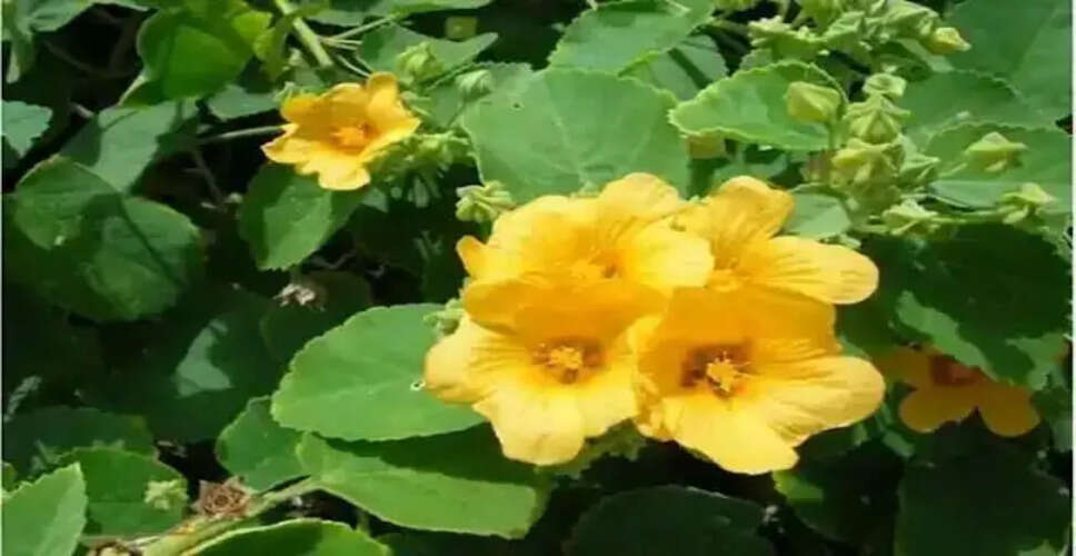 शीघ्रपतन की समस्या का समाधान: जानें अतिवला पौधे के लाभ