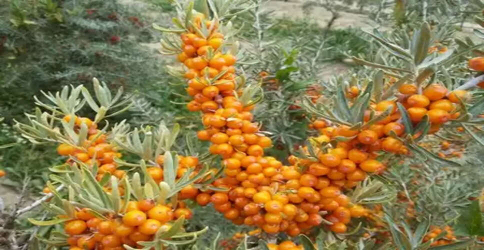 'सी बकथॉर्न' छोटा फल लेकिन बड़े फायदे, जानिए इसके स्वास्थ्य लाभ