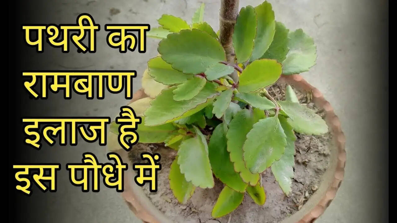 किडनी स्टोन के उपचार के लिए प्रभावी उपाय