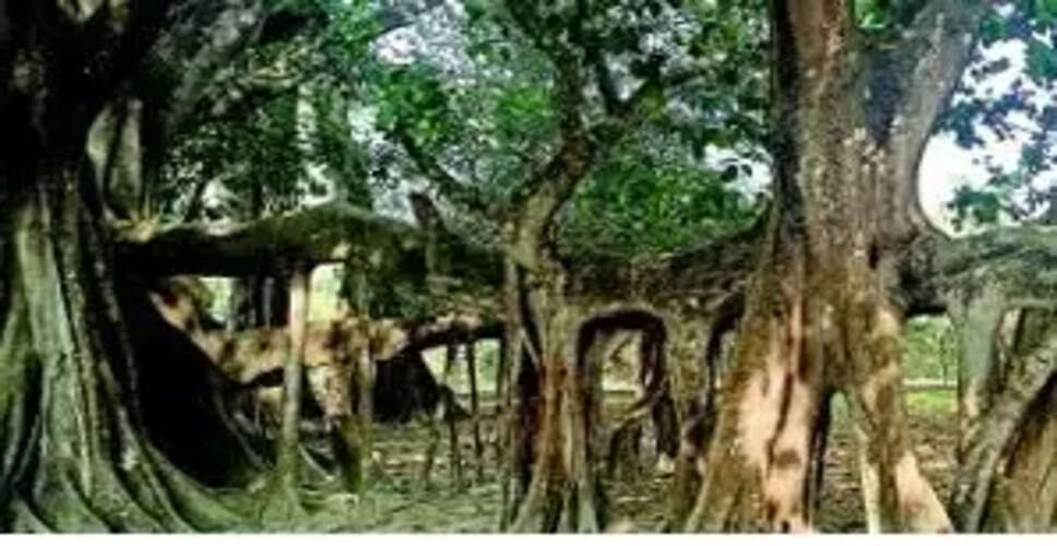 असम के विरासत वृक्ष: प्रकृति के प्राचीन संरक्षक