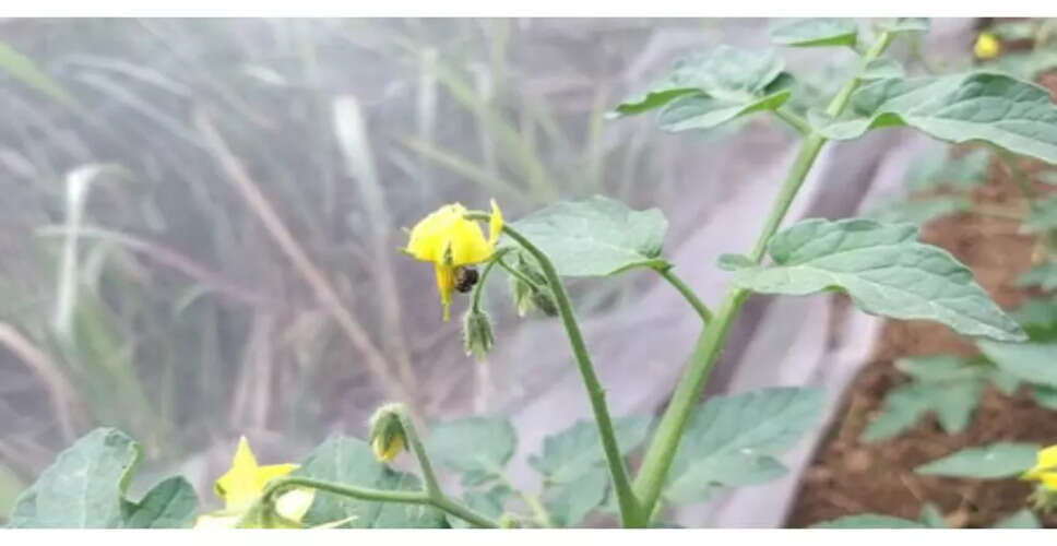 ऑस्ट्रेलियाई शोध में मिली मधुमक्खियों के शहद की अद्वितीय एंटीमाइक्रोबियल विशेषताएँ