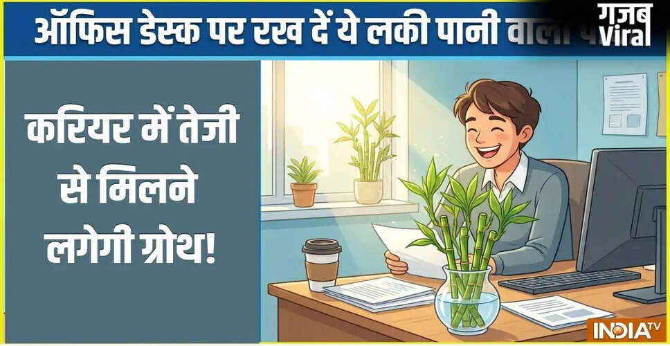 ऑफिस डेस्क पर रखें लकी बैम्बू पौधा, करियर में मिलेगी तेजी से ग्रोथ