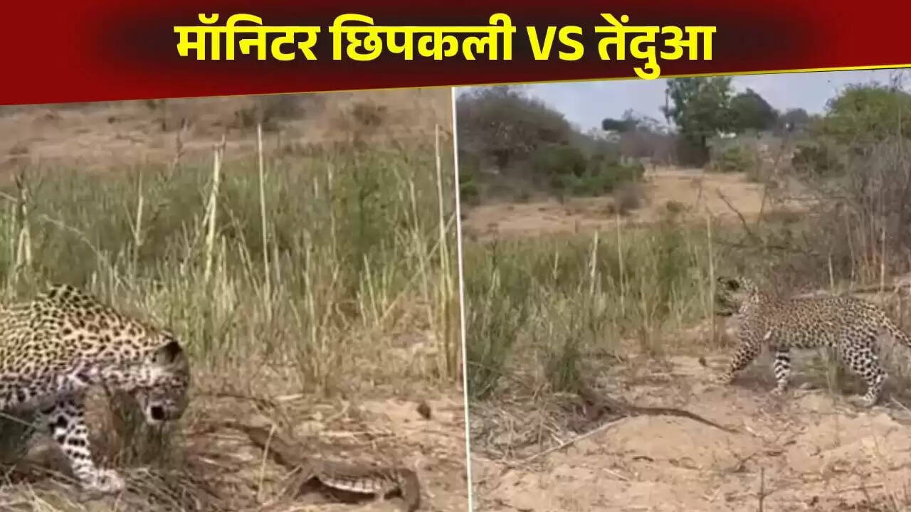 तेंदुए और मॉनिटर छिपकली के बीच रोमांचक संघर्ष का वायरल वीडियो