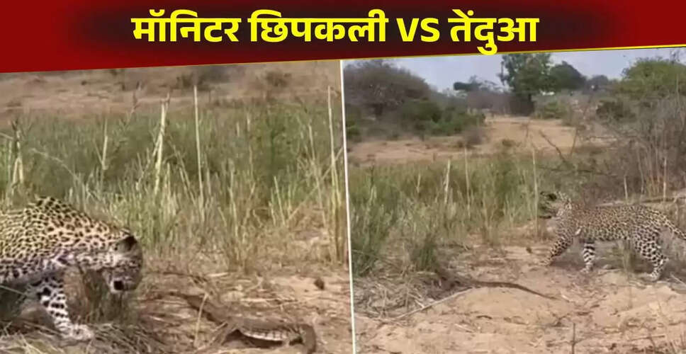 तेंदुए और मॉनिटर छिपकली के बीच रोमांचक संघर्ष का वायरल वीडियो