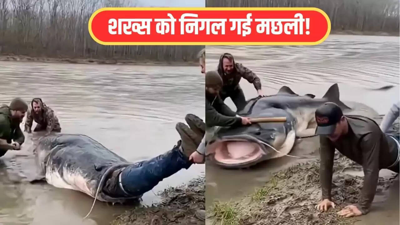 वायरल वीडियो: विशाल कैटफिश ने शख्स को आधा निगला, जानें क्या हुआ