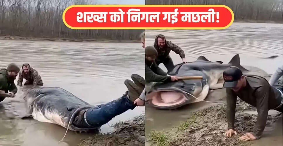 वायरल वीडियो: विशाल कैटफिश ने शख्स को आधा निगला, जानें क्या हुआ