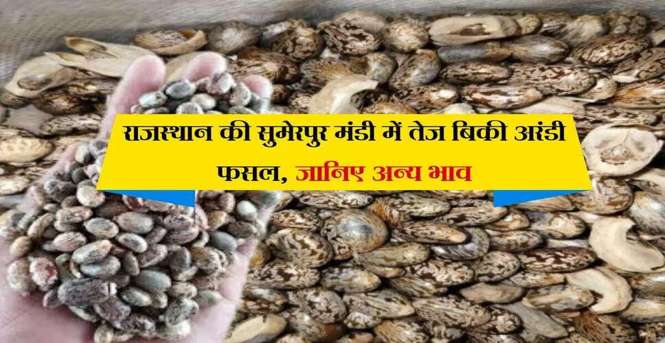 सुमेरपुर मंडी में कृषि जिंसों के भाव में सुधार