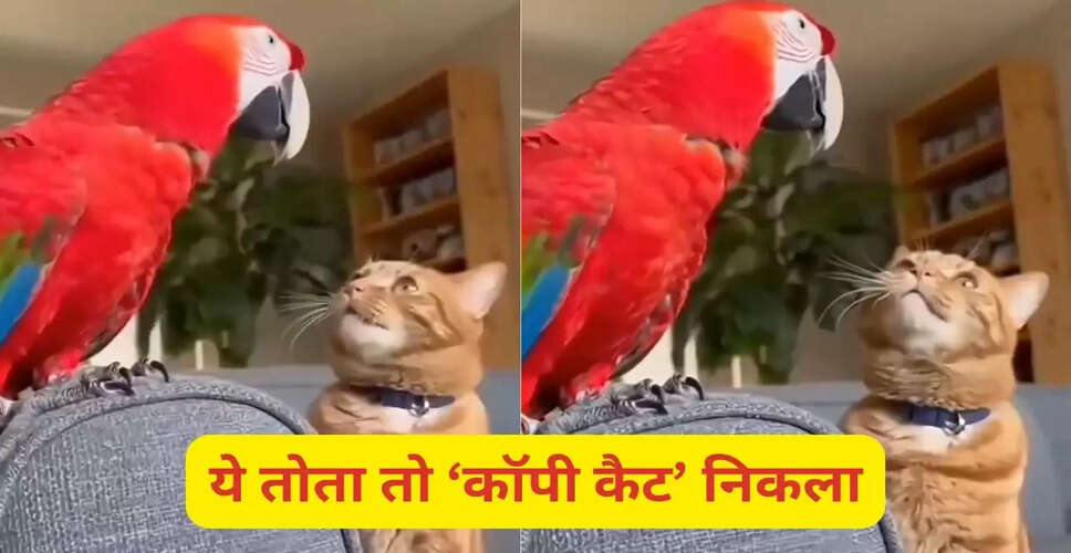 तोता बिल्ली की आवाज निकालने में माहिर, वायरल वीडियो ने मचाई धूम