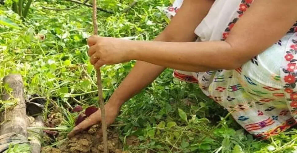 असम ने वनरोपण लक्ष्य में 93.8% की उपलब्धि हासिल की