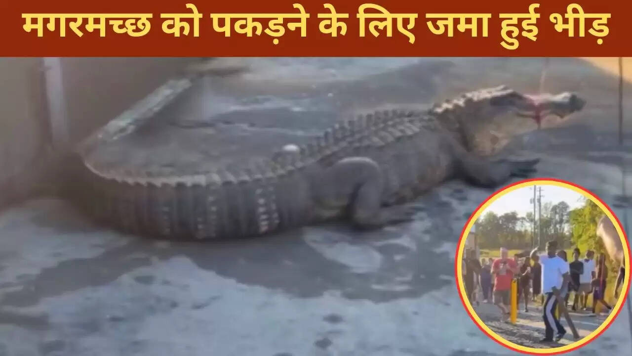 सड़क पर मगरमच्छ का आतंक: लोगों ने किया रेस्क्यू, देखें वीडियो