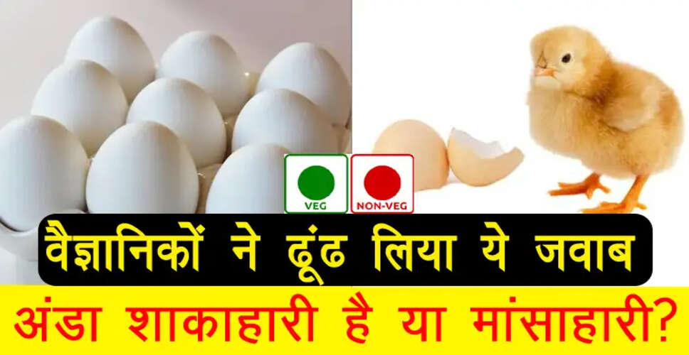 अंडा: शाकाहारी या मांसाहारी? वैज्ञानिकों ने दिया स्पष्ट उत्तर