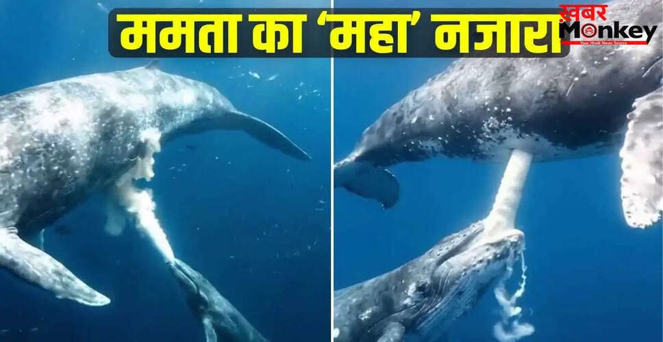 व्हेल का दूध पिलाने का अनोखा तरीका: जानें कैसे करती हैं अपने बच्चों का पोषण